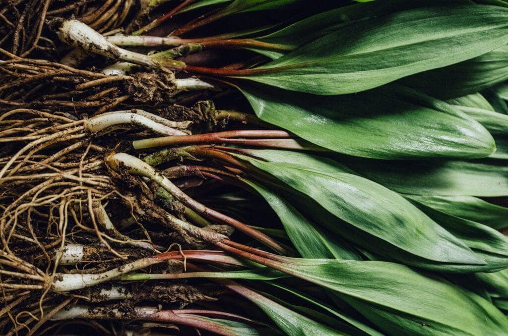 a bunch of wild ramps