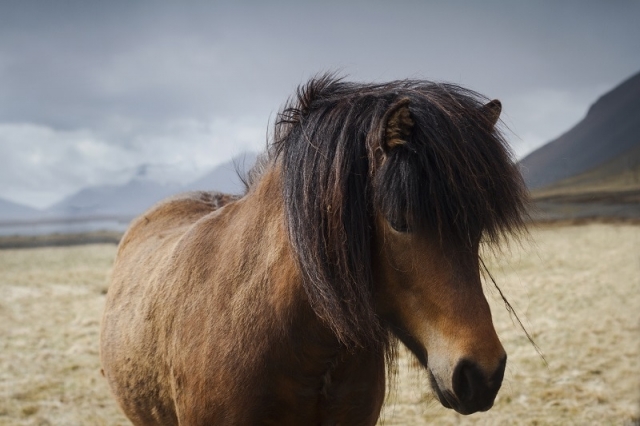 Close up of an Icelandic brown horse on a field Close up of an Icelandic brown horse on a field