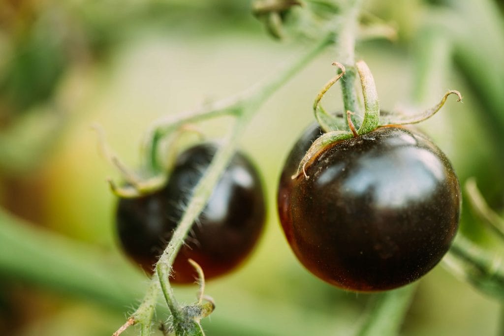 Black Growing Organic Tomato. Homegrown Tomatoes In Vegetable Garden.