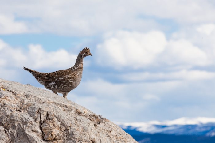 grouse in the wild
