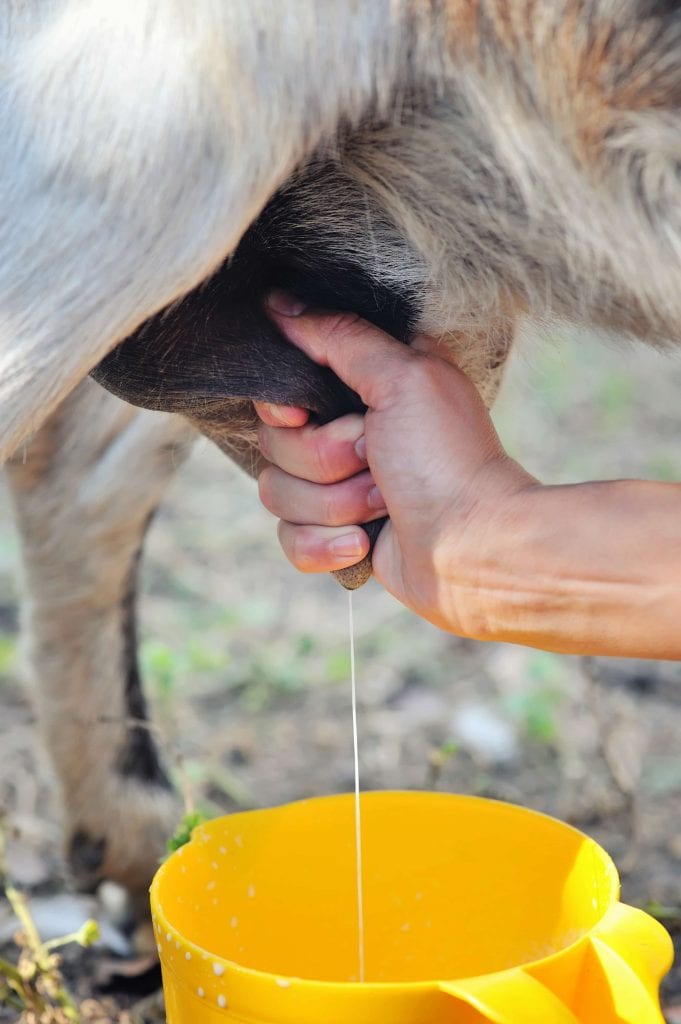Female farmer milking one of her goats closeup