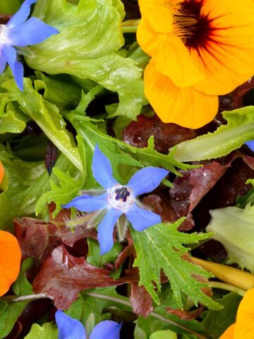 Nasturtium salad of leaves and flowers with mixed greens and a creamy dressing.