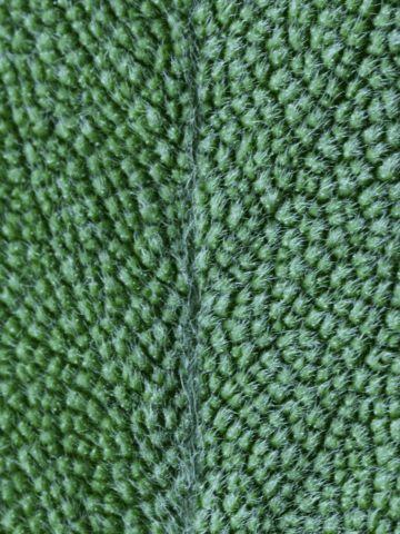 closeup of a fresh sage leaf