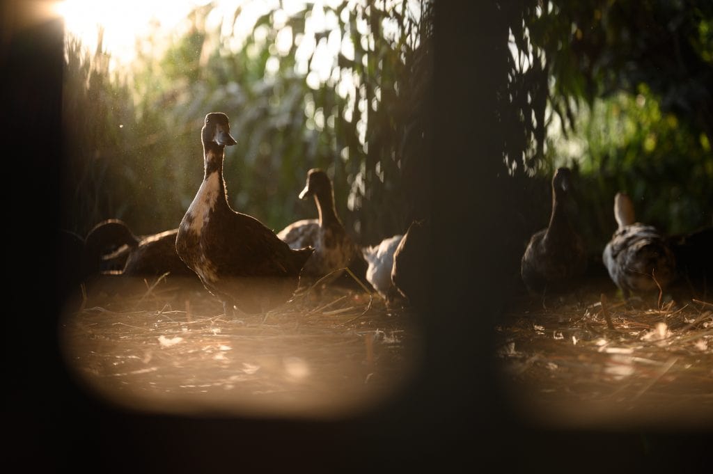 a group of ducks at sunset on a farm