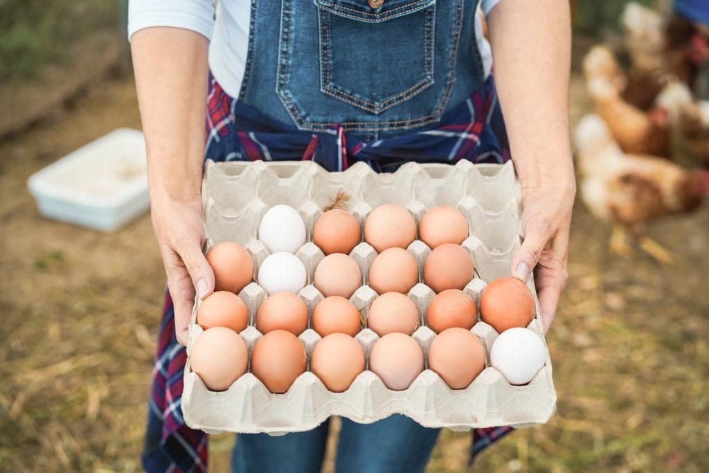 farmer woman picking up organic eggs in henhouse - Focus on hands