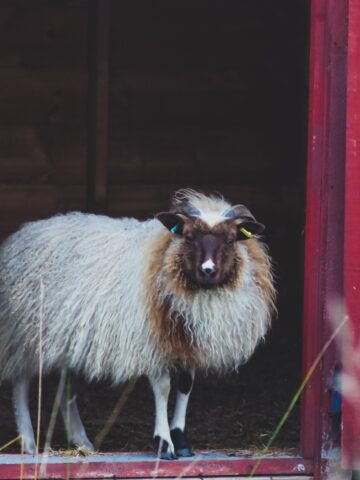 A brown and white Icelandic ewe lamb with horns and long, curly wool stands in the doorway of a red sheep shed barn.