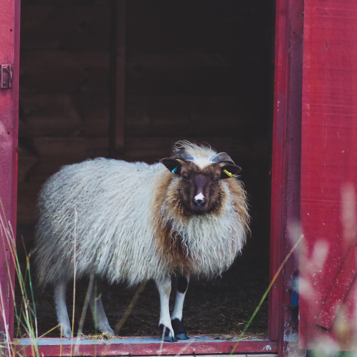 A brown and white Icelandic ewe lamb with horns and long, curly wool stands in the doorway of a red sheep shed barn.