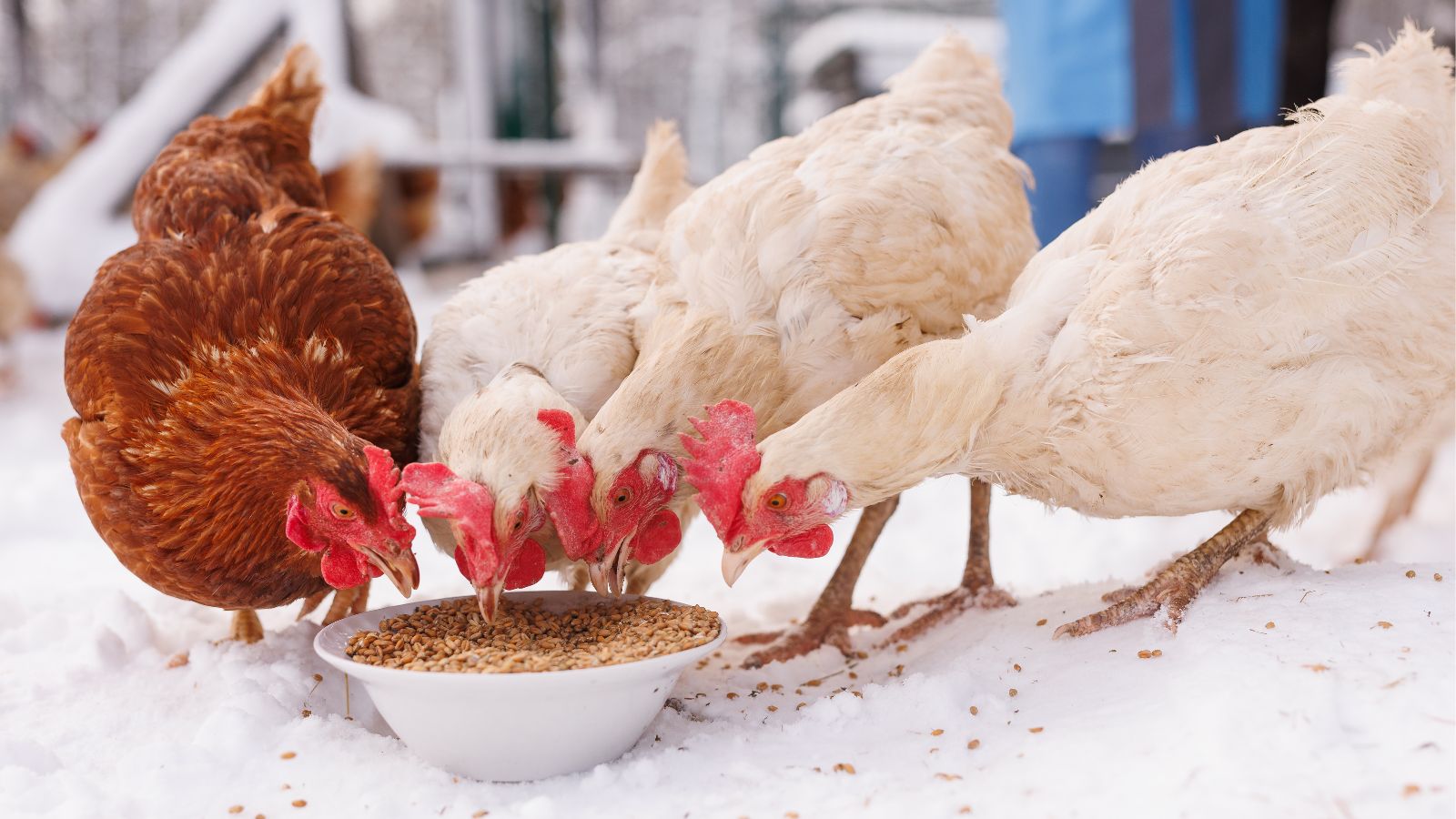 Free-range chickens enjoying winter feed from a bowl.