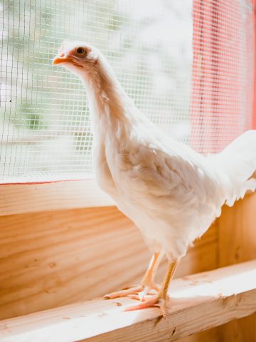small white chicken inside her coop