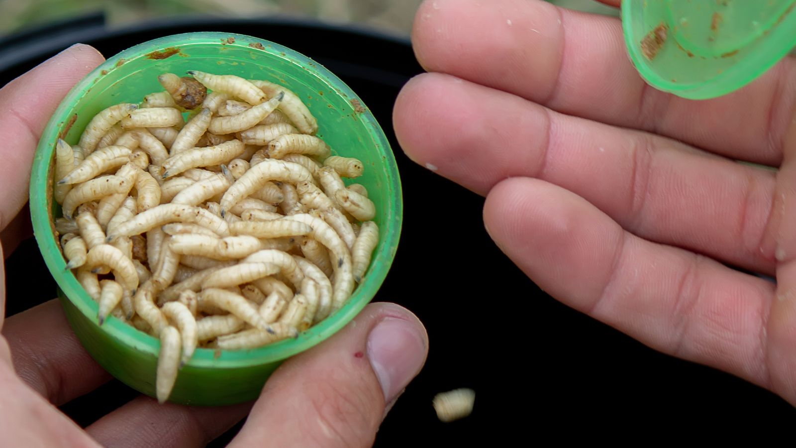 Man holding a cup of maggots.