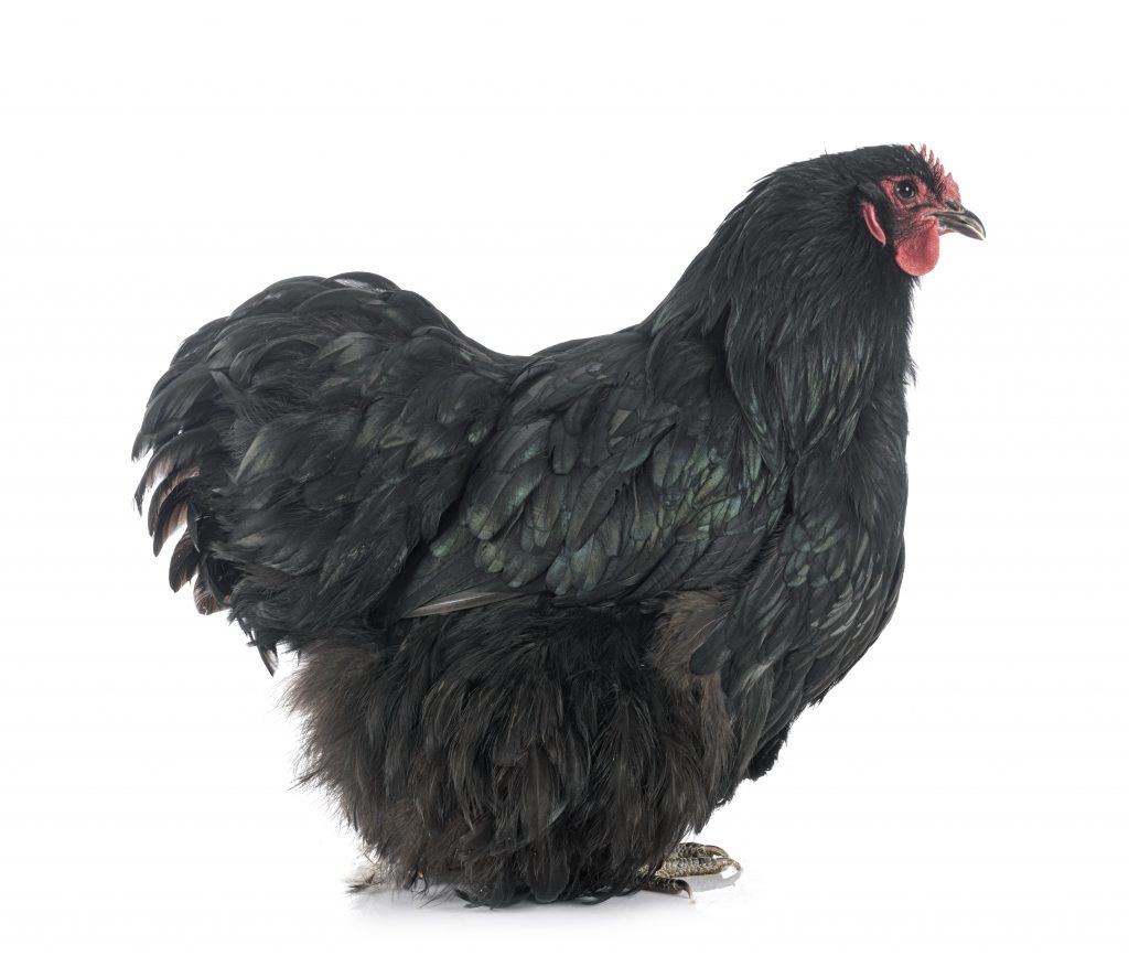 black orpington hen on a white background.