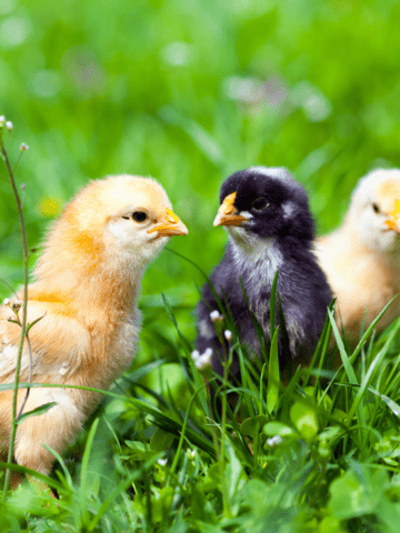 3 baby chicks on grass