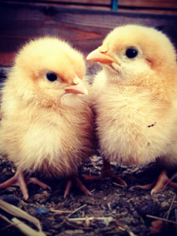 two yellow baby chicks huddled together on straw