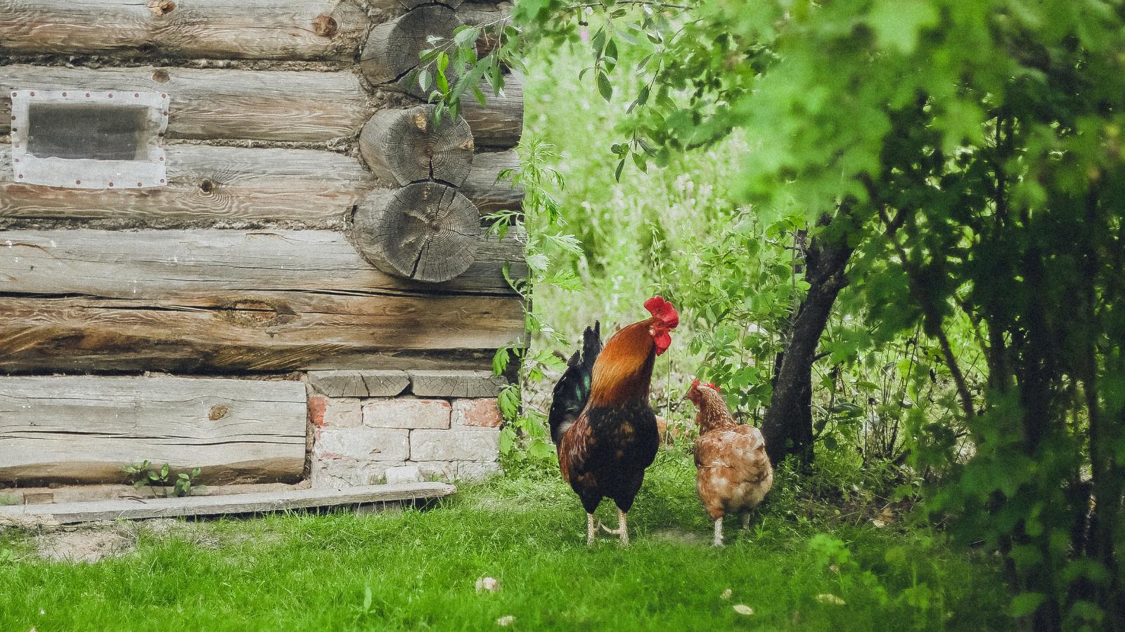 A rooster and hen on grass.