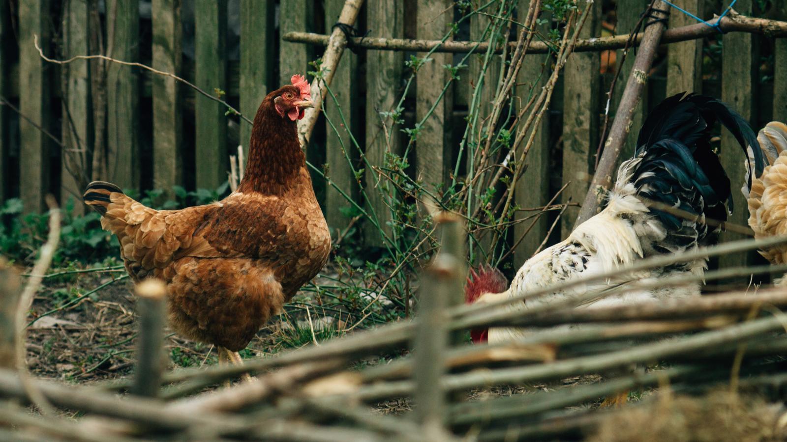 Chicken flock on homestead.