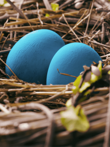 two blue chicken eggs in a nest