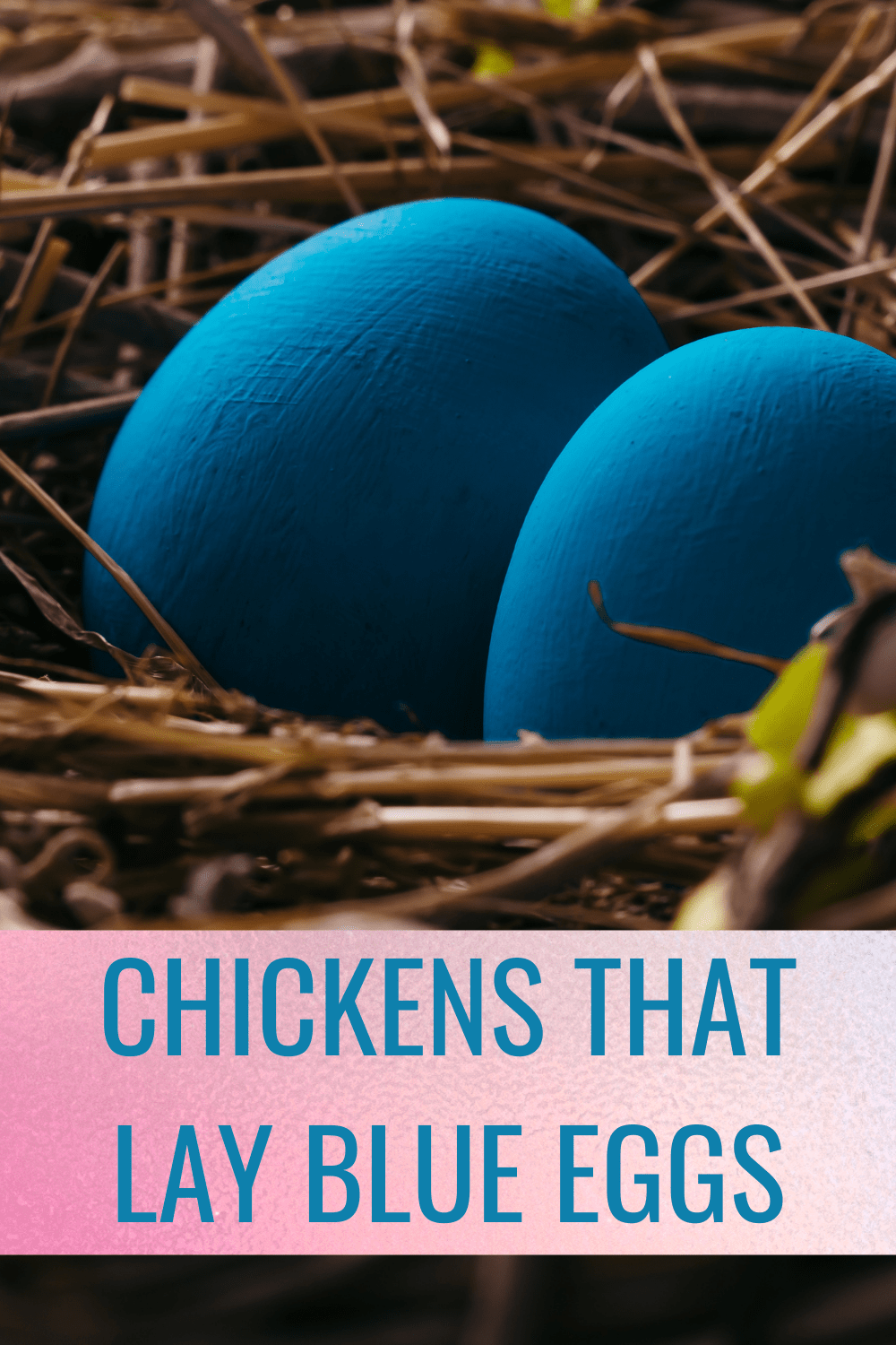11 Chicken Breeds That Lay Blue Eggs {With Pictures!}