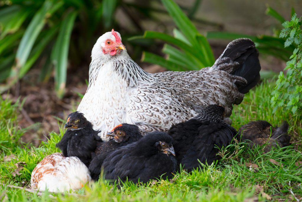 A female chicken looks after its chicks in a garden