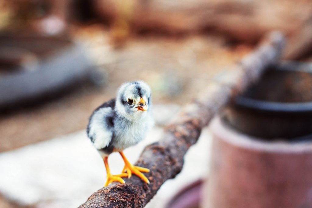 a grey and black baby chick perches on a roosting stick