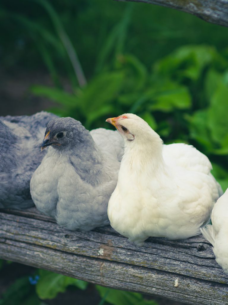 a young bresse pullet next to two young orpington pullets on a wooden fence outside