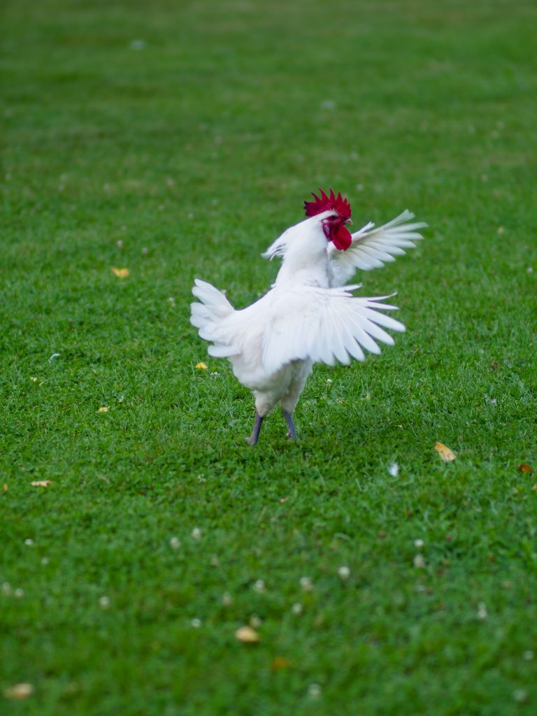 a white bresse rooster flaps his wings on green grass