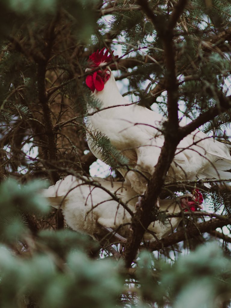 a bresse rooster and hen up in a pine tree staring at the camera