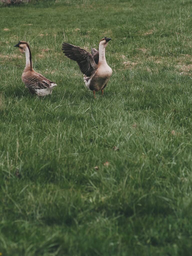 2 african geese on pasture with the male flapping his wings
