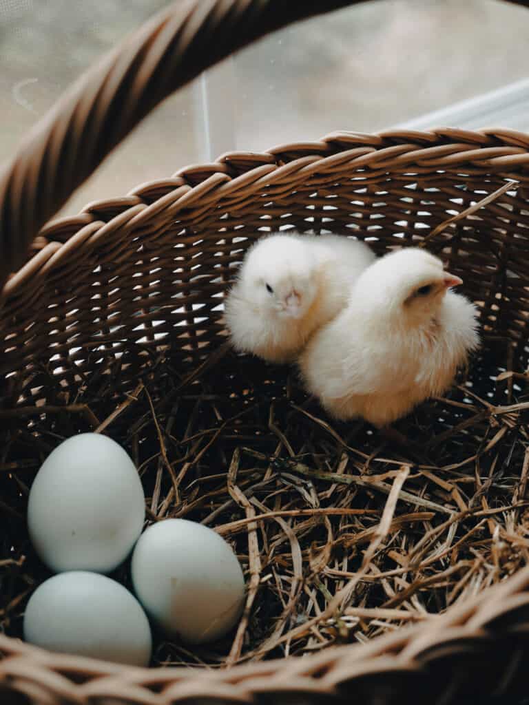 azure blue baby chicks inside of a basket with some real azure blue blue eggs