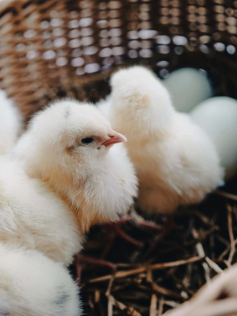 a basket of small fluffy yellow chicks next to blue eggs