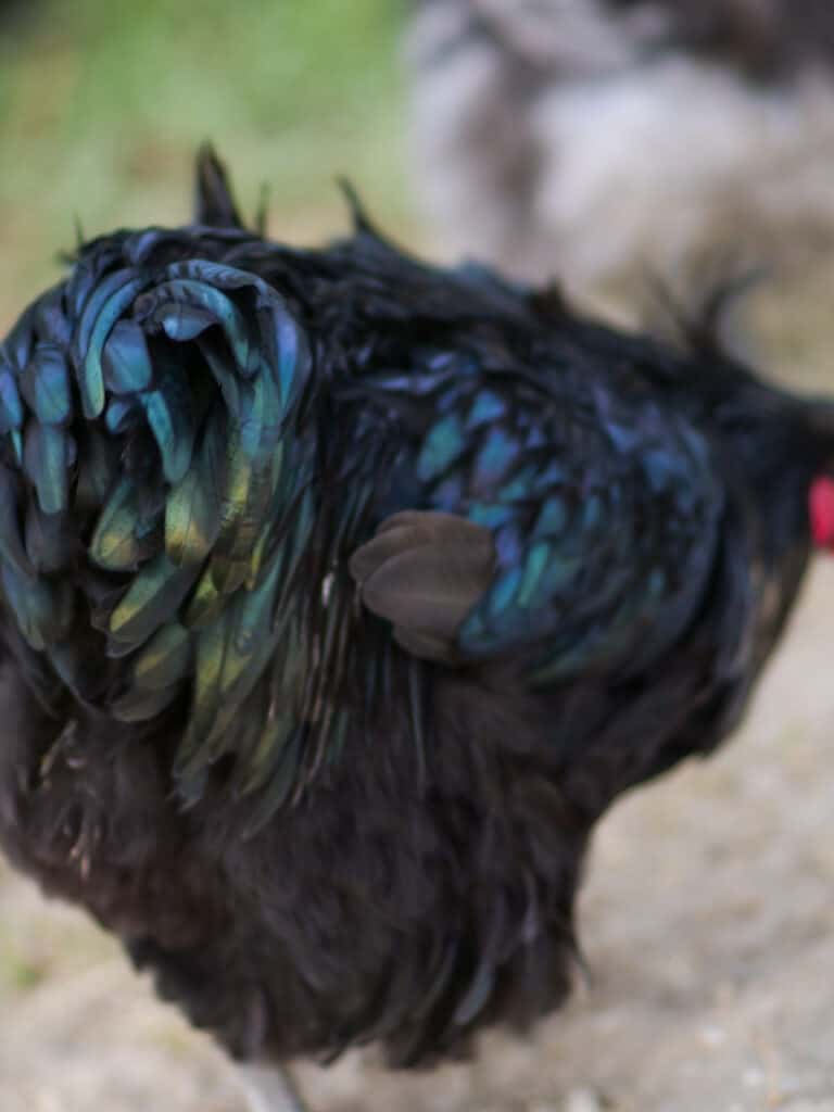 closeup of a fluffy orpington rooster's fluffy butt