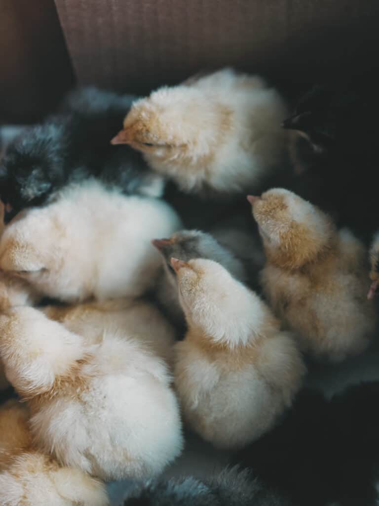 brooder full of baby chicks