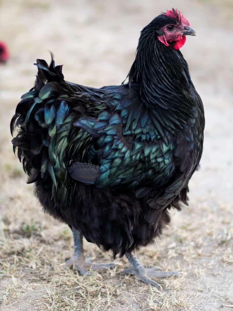 A black Orpington cockerel. 