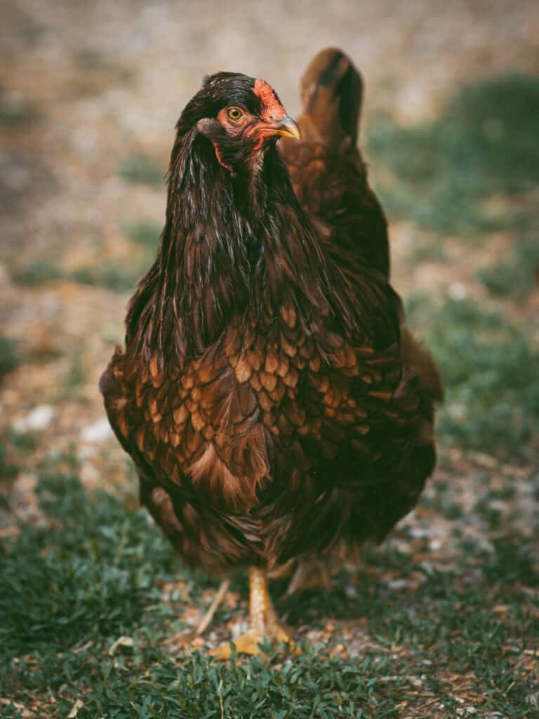 a red hen on pasture