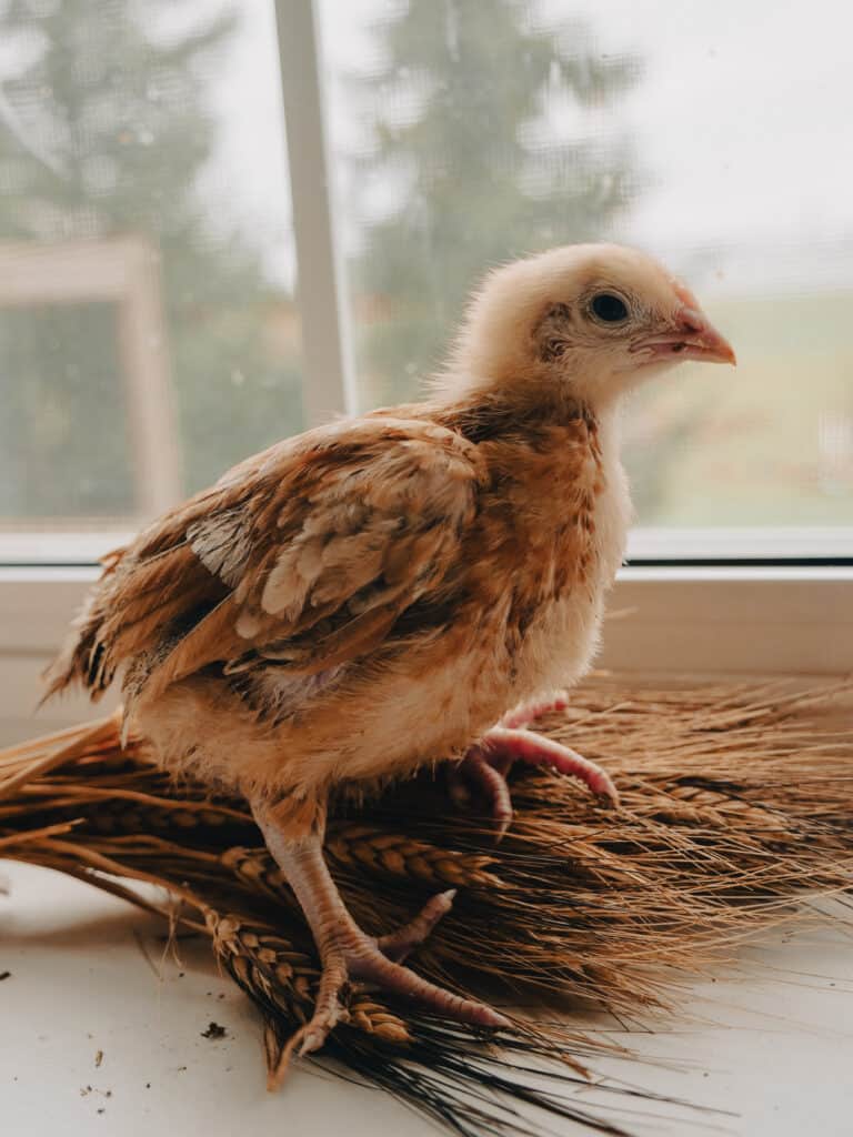 a 3 week-old red ranger chick becoming more feathered each day poses on a windowsill