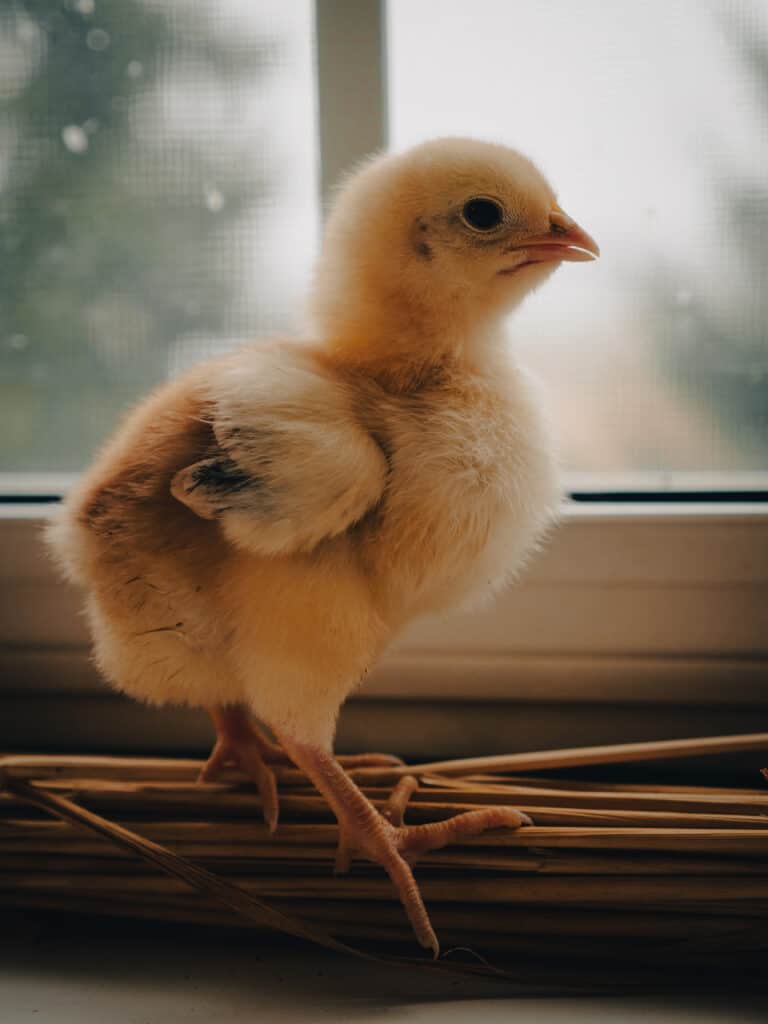 a red ranger chick in profile stands on a windowsill. Its wing feathers are growing in.