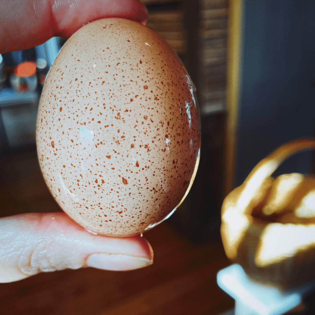 freshly laid and washed light brown egg covered in speckles. It is held between two fingers.
