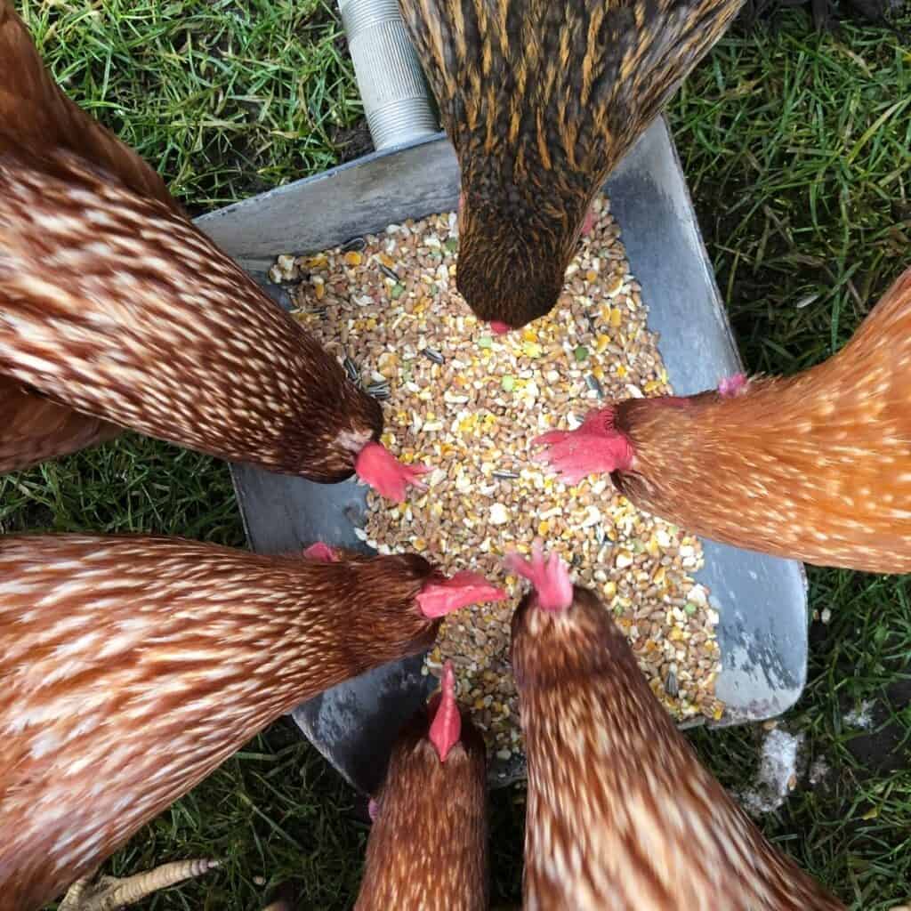 6 brown and orange hens eating mixed grains from a metal bowl outside