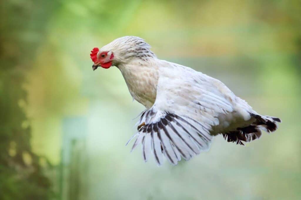 a black and white hen in flight