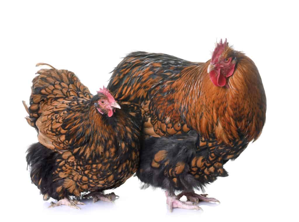 gold laced orpington hen and rooster in front of white background