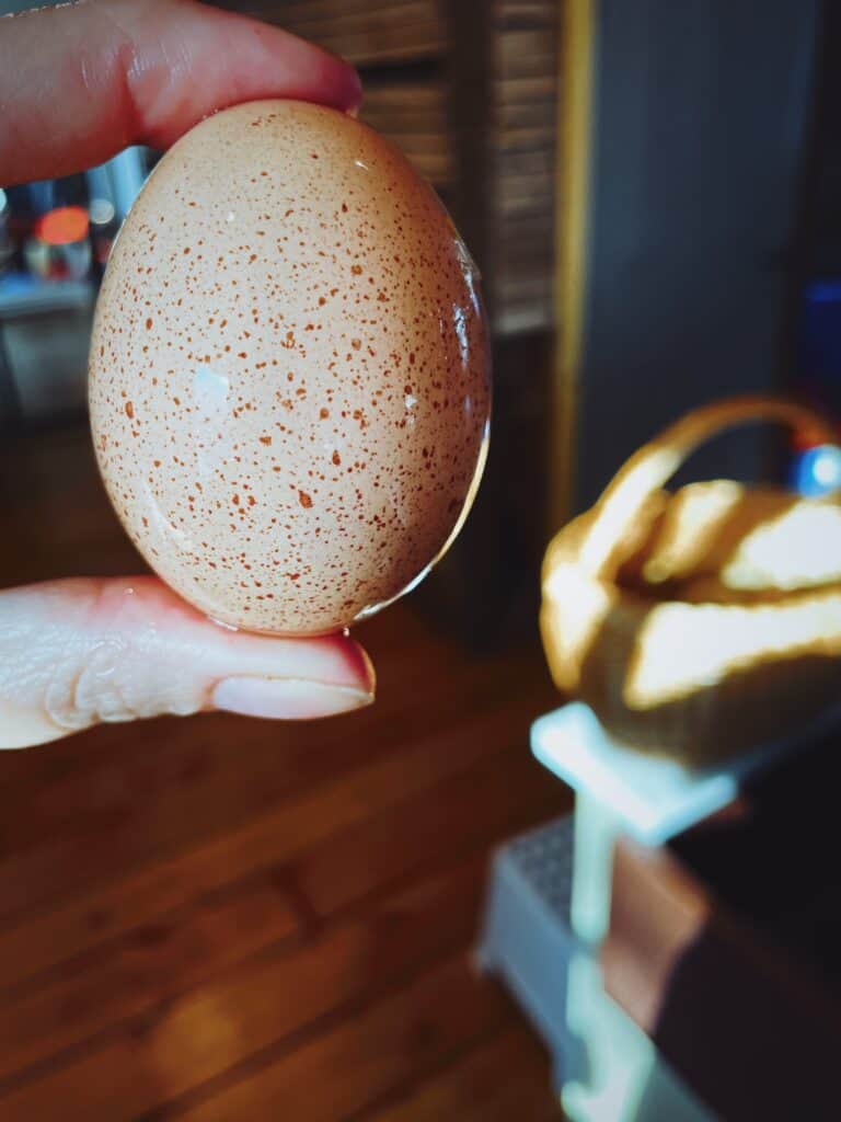 freshly laid and washed light brown egg covered in speckles. It is held between two fingers.