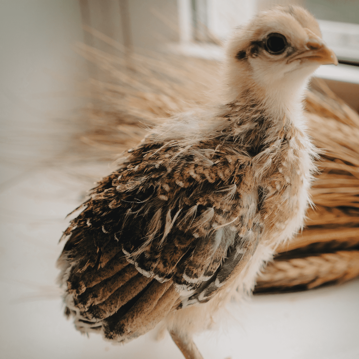 a solitary chick in profile