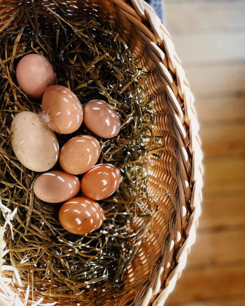 A wicker basket full of hay and 8 freshly laid duck and chicken eggs. 