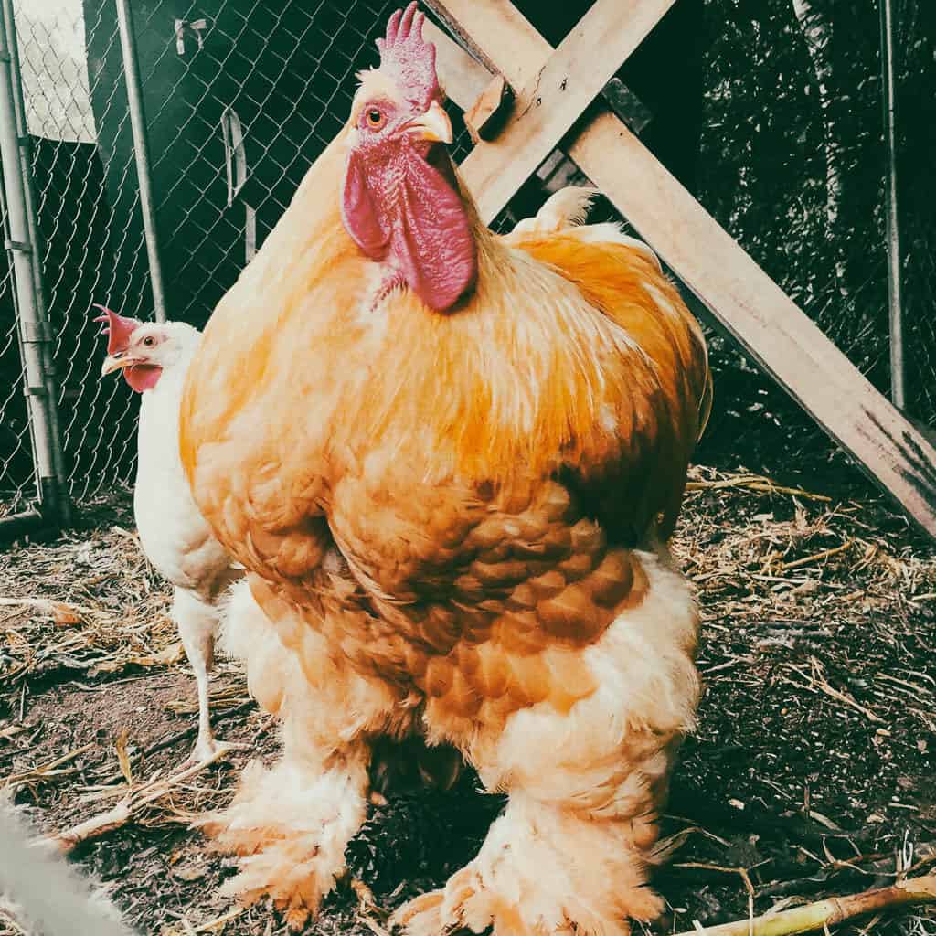 a large buff brahma rooster iin front of a smaller hen