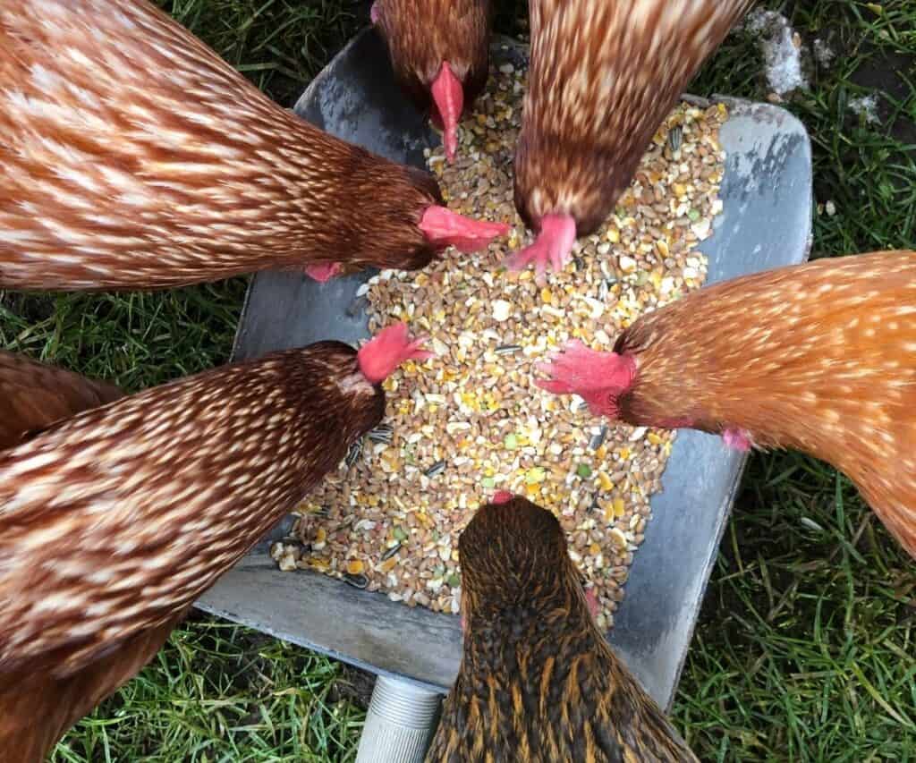 6 black and orange chickens eating mixed grains from a metal bowl on the grass outside