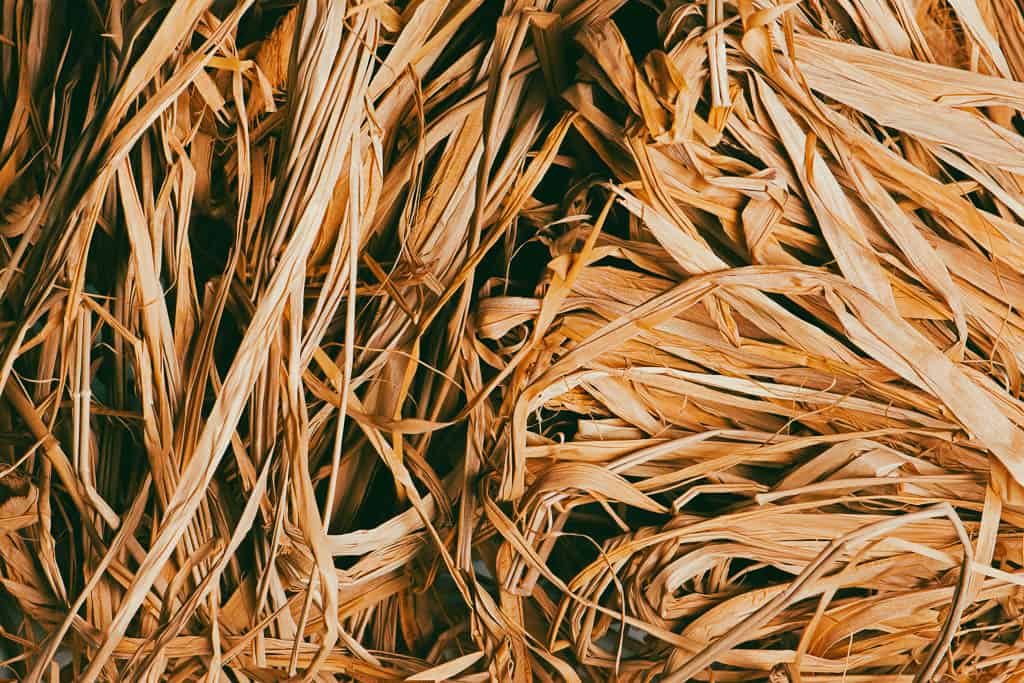 close up shot of wheat or barley straw