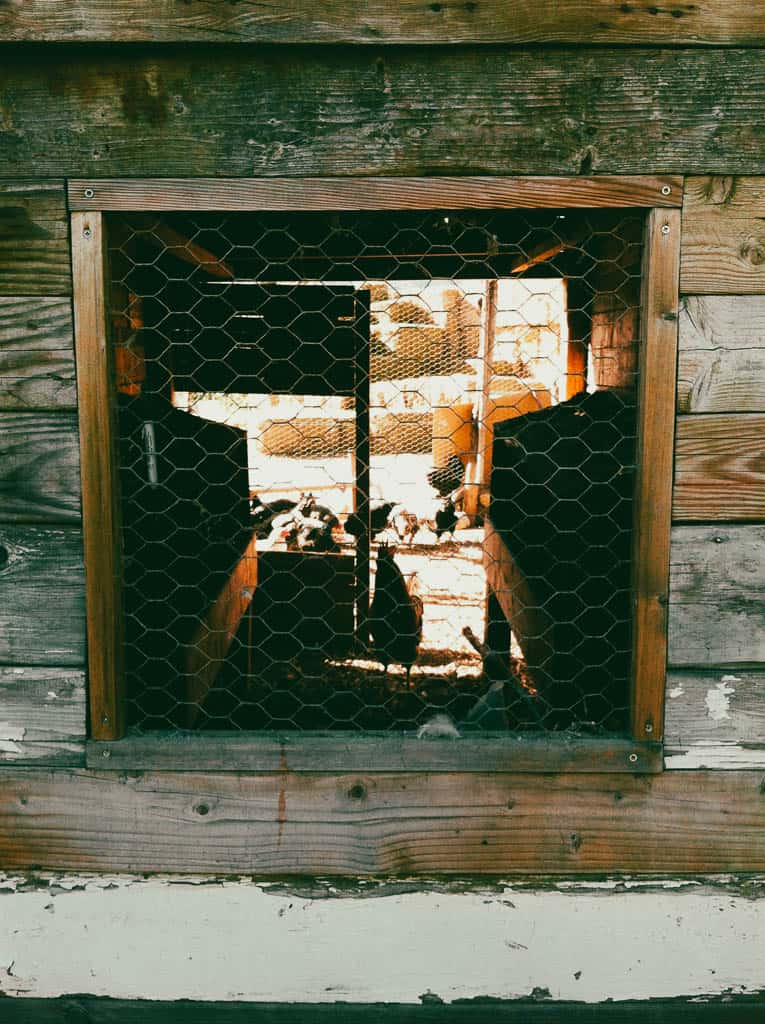 window covered in hardware cloth showing inside a chicken coop