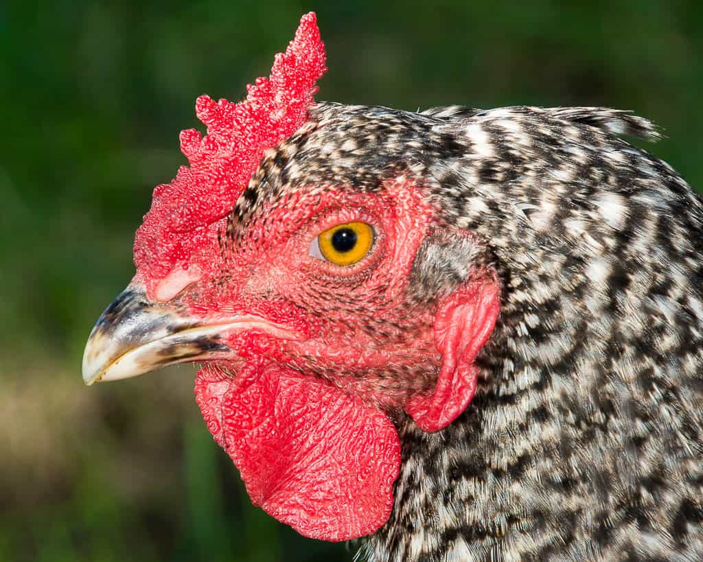 closeup of the head of a dominique chicken 