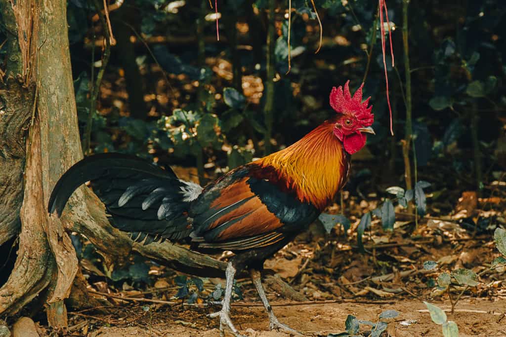  Wild red junglefowl rooster in profile, standing in the forest.