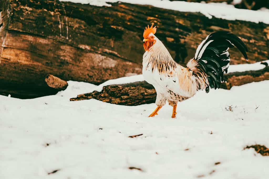 a white and speckled rooster walks in the snow