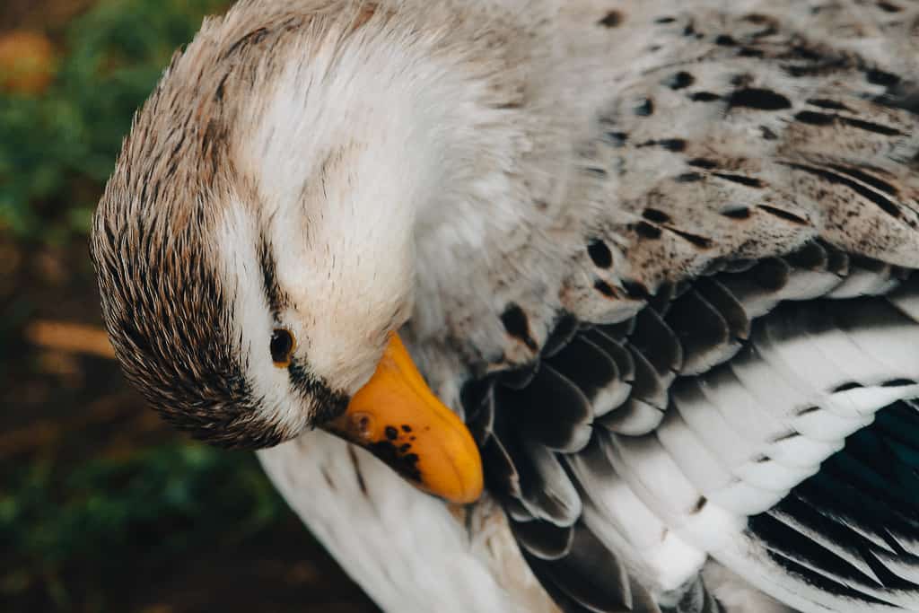 A female Silver Appleyard duck preens her feathers.